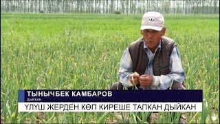 Үлүш жерден көп киреше тапкан дыйкан