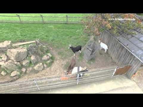 Video 5 aus  Ferienhof Feinen