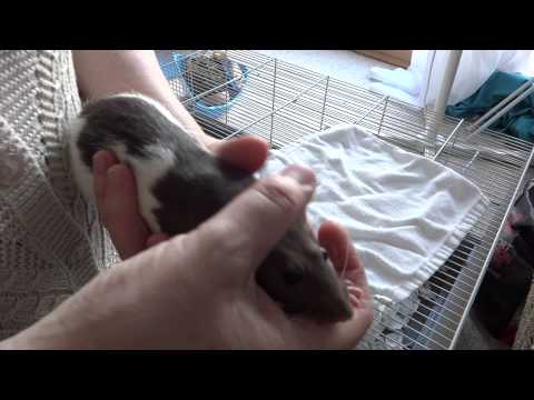 How To Pick Up A Rat With Sasha.