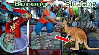 Download lagu Transport Colorful Cats, Cows, Gorillas, Kangaroos, and Ponies! Cute Animals mp3 Download lagu Transport Colorful Cats, Cows, Gorillas, Kangaroos, and Ponies! Cute Animals mp3