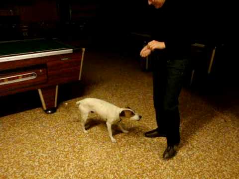 PERRO MUY INTELIGENTE  EN EL BILLAR