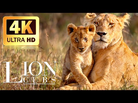 Africa Wildlife 4K ~ Lion Cub Super Cute and Adorable ~ Scenic Relaxation Film With Calming Music