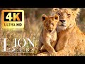 Africa Wildlife 4K Lion Cub Super Cute And Adorable Scenic Relaxation Film With Calming Music