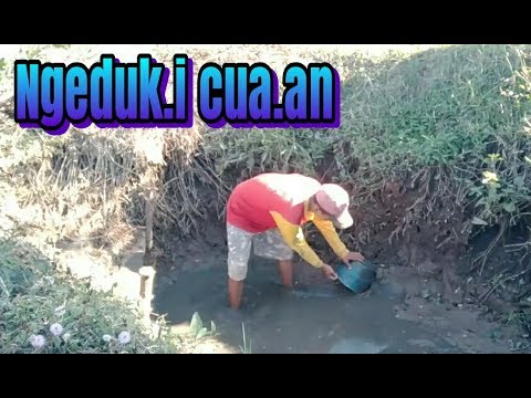 Ngeduk.i cuaan ala mas Mbolo