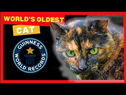 Meet Flossie : World's OLDEST Cat At 27 | What Is The Secret?