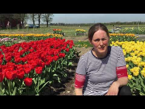 Velkommen til pluk selv blomster, Ole Rømers Vej 2, 2630 Taastrup