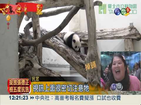 圓仔人氣破表! 入園人數破紀錄