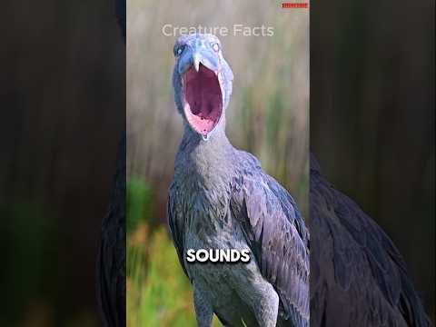 Top 5 Terrifying Bird Sounds 😱
