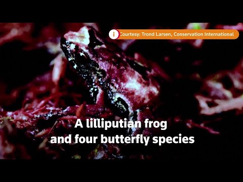 在玻利維亞安第斯山脈發現新物種 (New species found in Bolivian Andes)