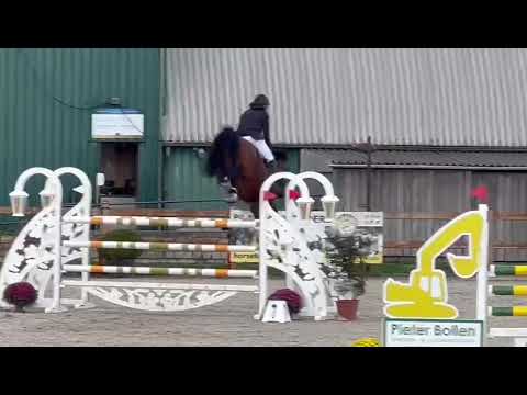 Prestige & Pieter Devos 1.40m