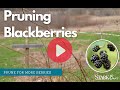 Video preview for How to Prune Blackberries - Everbearing Blackberries