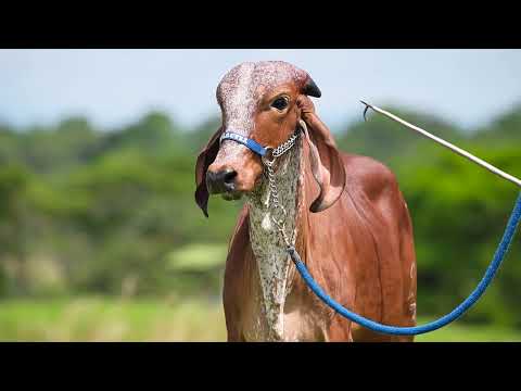 LOTE 30 VÍA LÁCTEA AROA 298/32