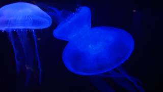 preview picture of video 'Beautiful Moon JellyFish at the Georgia Aquarium Changing Colors'