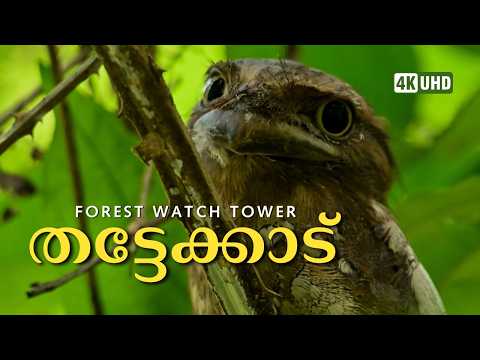 പക്ഷികളുടെ മായികലോകം, Thattekad Bird Sanctuary; 4K UHD @trippingvibes