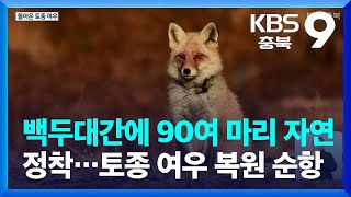 백두대간에 90여 마리 자연 정착…토종 여우 복원 순항 / KBS  2023.02.17.
