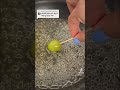 Grape Tanghulu