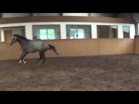 2 j. Holsteiner Hengst von Clarimo-Casall-Cassini I, Stamm 741