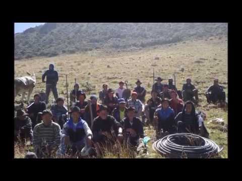 Gorrión Tauripampino - Primicia 2016