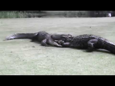 Large Alligators Fight on South Carolina Golf Course