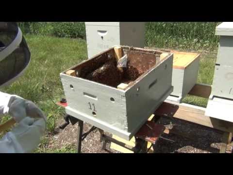 Hiving a Trapped Swarm from a Bait Hive into a Langstroth Hive ~ Part 2 of 2