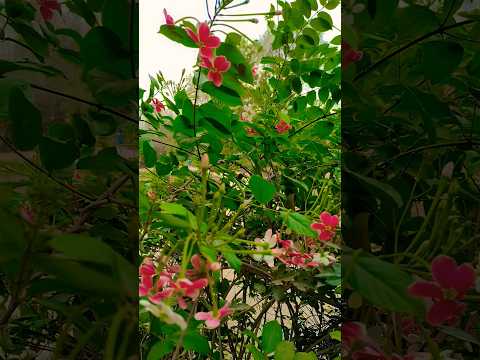 ghunghat ki aad mein#nature #trendingsong #hitsong #youtubeshorts #swarit Raman Varanasi