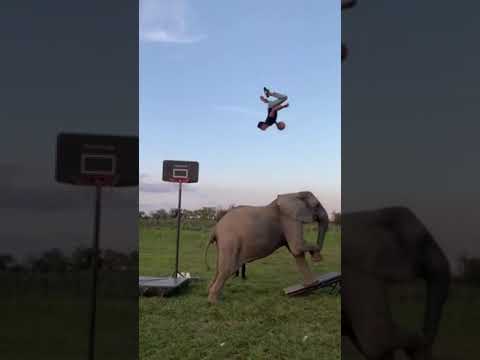 elephant catapult