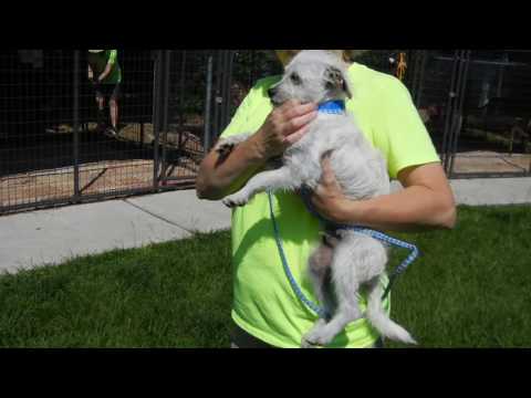 Bane, an adopted Terrier in Houston, TX_image-1