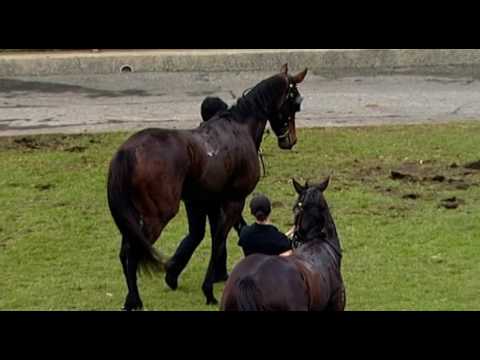Belmont Park, 16/07/2016 - Race 4 - ASTRONOMITE - Mr Bob Peters & William Pike