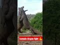 Komodo Dragon Fighting Shorts Wildlife Komodo Animals