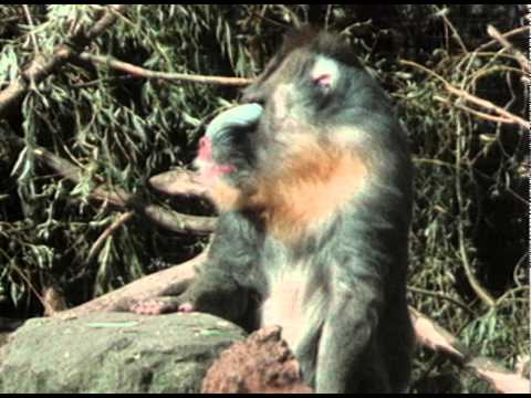 TÉLÉCHARGER PATRICK BOUCHITEY LA VIE PRIVE DES ANIMAUX LA TÉLÉCHARGER DES BOUCHITEY ANIMAUX VIE PRIVE PATRICK