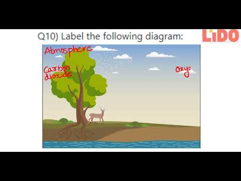Science Forests: Our Lifeline Exercise q10 | Grade 7