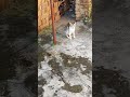 Sek Tak Ngintip Dlu ️ Kucingbelangtiga Cat Videoshort