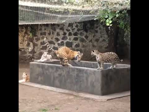 Jaguar vs tiger fighting VIDEO