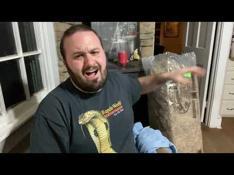 YouTube video about: How to use sphagnum moss for reptiles?