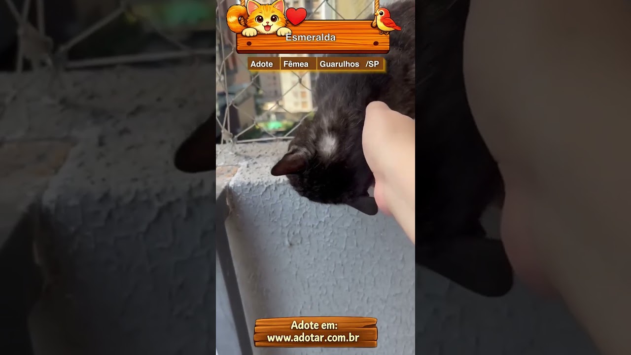 Gato raça SRD-ViraLata idade 7 a 11 meses nome Esmeralda 