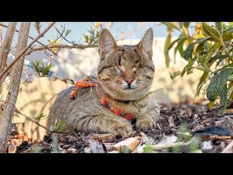 Meet Konrad, The Adorable Blind Cat Who Is Thriving After Losing Both Of His Eyes To Glaucoma