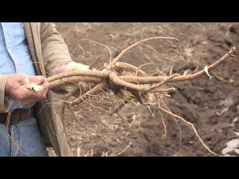 Imamo rešenje ep. 80 07.12.2020. Beli slez - gajenje, bolesti, štetočine, plasman, Bavanište