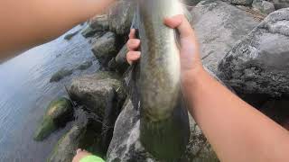 LAKE ERIE: fishing for bluegills with a SURPRIZING CATCH !!!