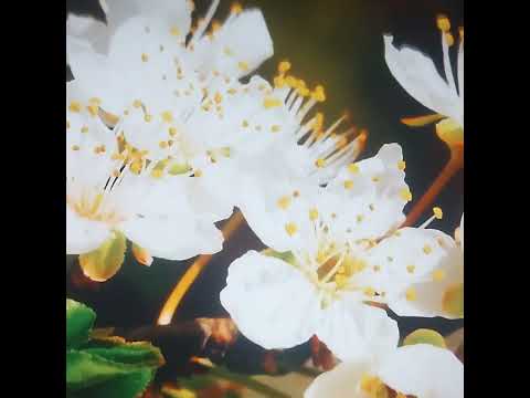 beautiful flowers 🌸🏵️🌹🌷🌼🌻🌺