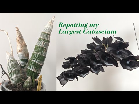 Repotting My Largest Catasetum Orchid | Millennium Magic 🪄 The Black Orchid!