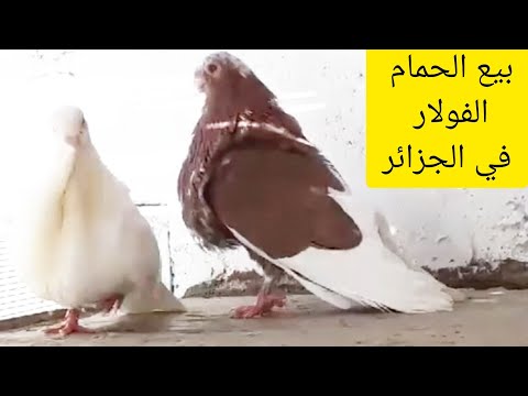 للبيع | الحمام الفولار بمواصفات عالية جدا و ألوان نادرة | عين تيموشنت