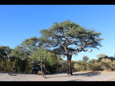 Botswana Overland Trip - Episode 2 - Moremi Game Reserve
