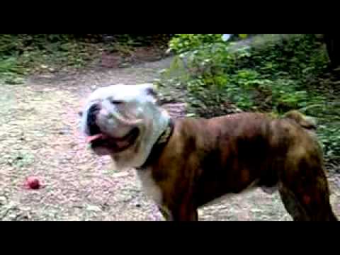 Bulldoggen  Biene und Bruno beim Gassi gehen