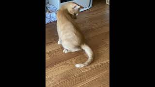 ねこの大回転