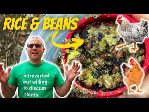 I Fed My Chickens Rice and Beans for a Month...Here's What Happened