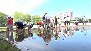 5月7日【びわ湖放送ニュース】草津市の児童が校庭の田んぼで田植え体験