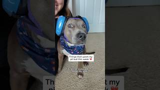 Things that upset my pit bull this week 💔#funnydogvideos #dogshorts #pitbull #amstaff