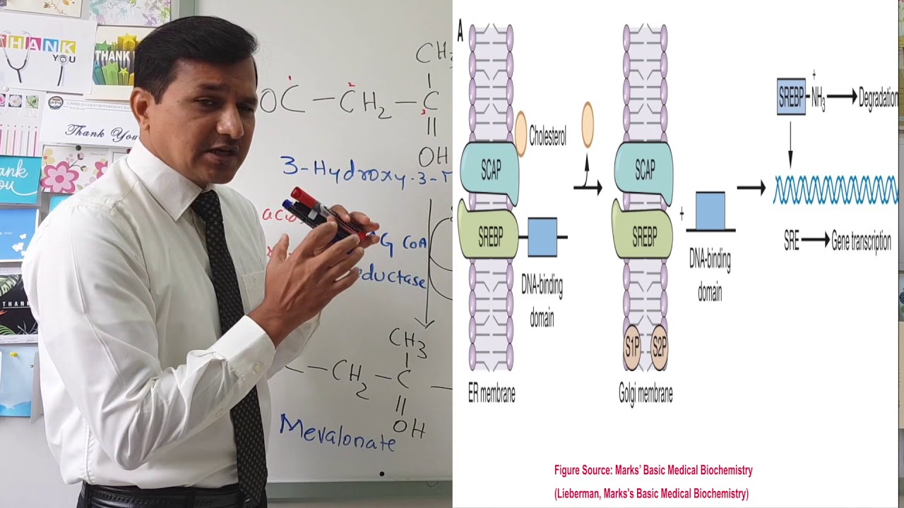 Cholesterol Synthesis Regulation