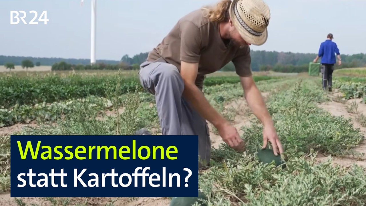 Nach heißem Sommer: Landwirte beklagen Ernteausfälle | BR24