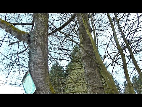 Posse um Vogelkirschen (Höveringhausen)